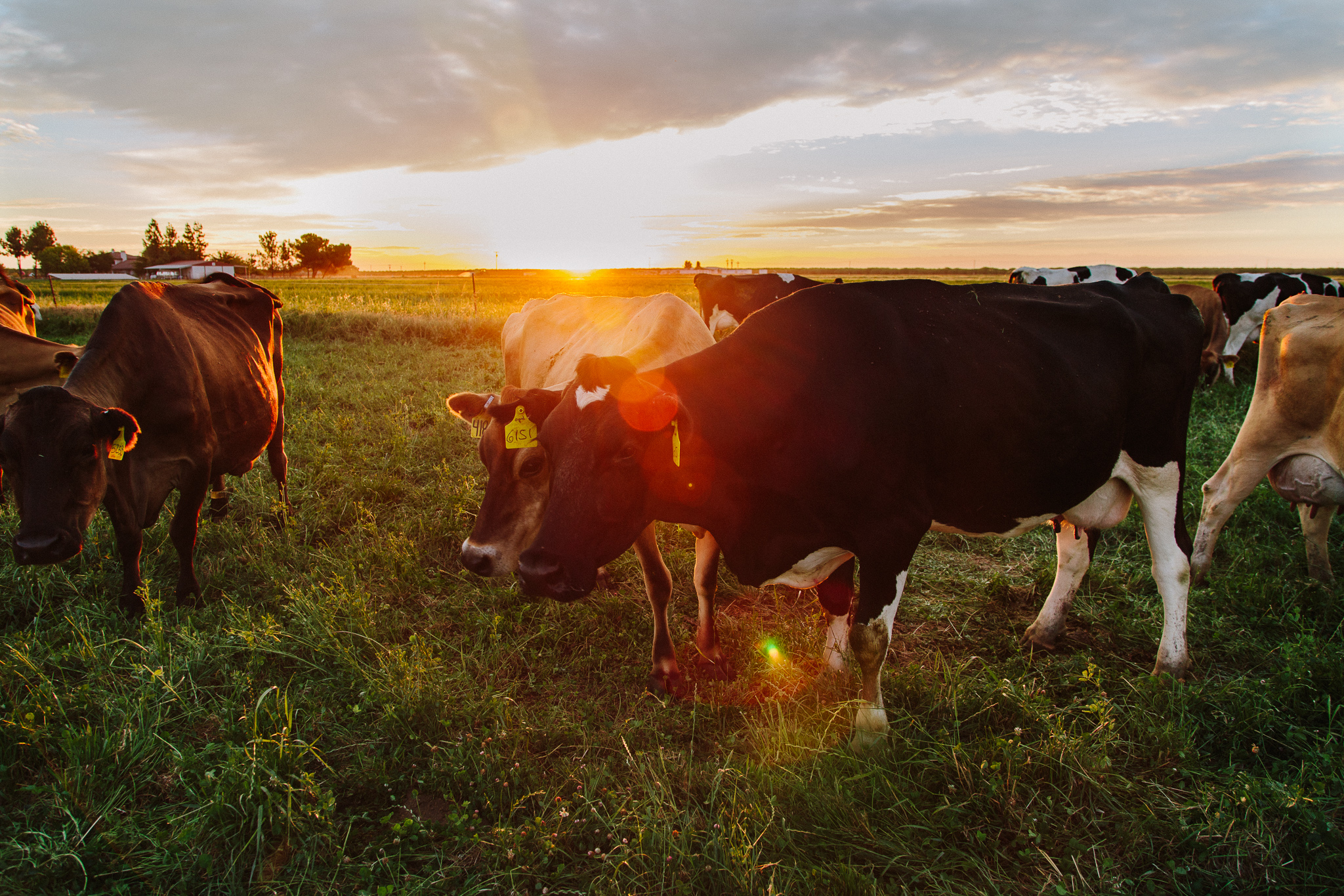 cows IMGL6887